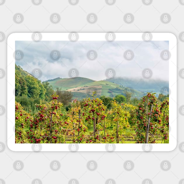 Apple harvest below Bad Berg, Kaiserstuhl, Germany Sticker by mbangert